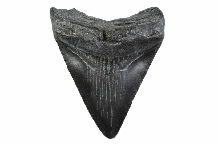 Juvenile Megalodon Tooth - South Carolina #362230
